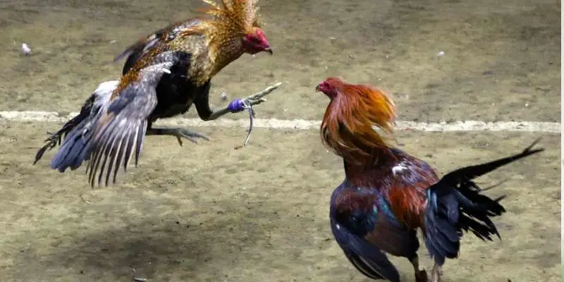 Trận đấu đá gà C1 trực tiếp kịch tính giữa hai chiến kê