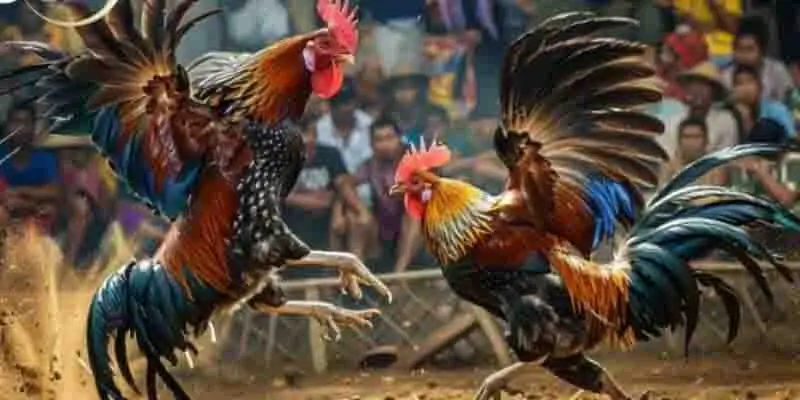 ảnh đại diện đá gà campuchia