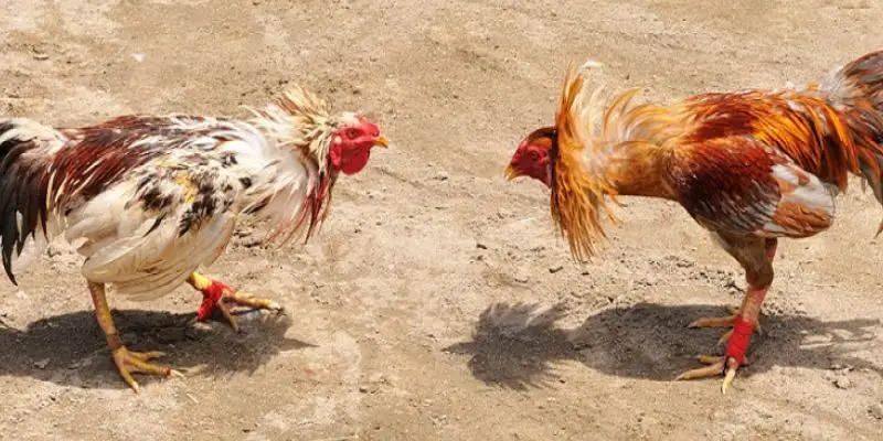 Trận đá gà Campuchia trực tiếp tại đấu trường Thomo năm 2025