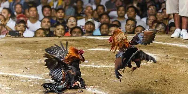 Sân đá gà C1 quy mô lớn với khán giả cổ vũ cuồng nhiệt