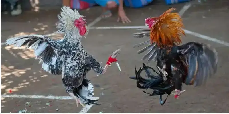 Chiến kê đá gà C1 tung cú đá quyết định tại đấu trường