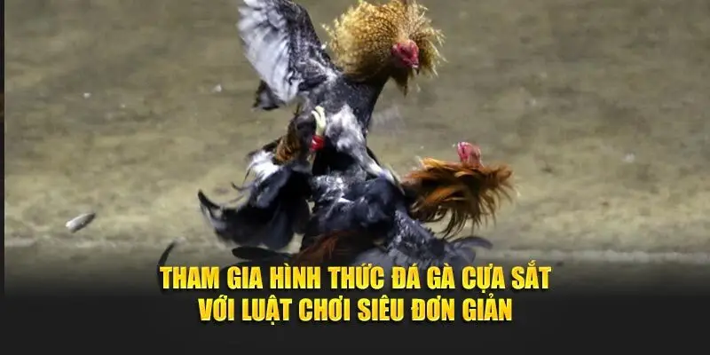 Luật chơi đá gà cựa dao chi tiết tại các trường gà chuyên nghiệp
