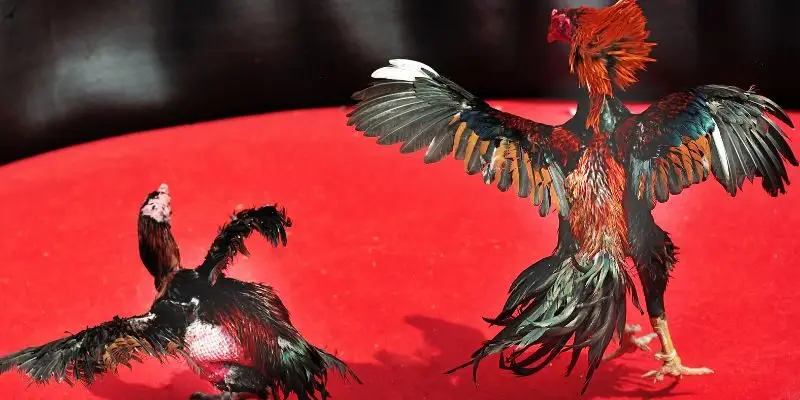 ảnh đại diện đá gà nòi